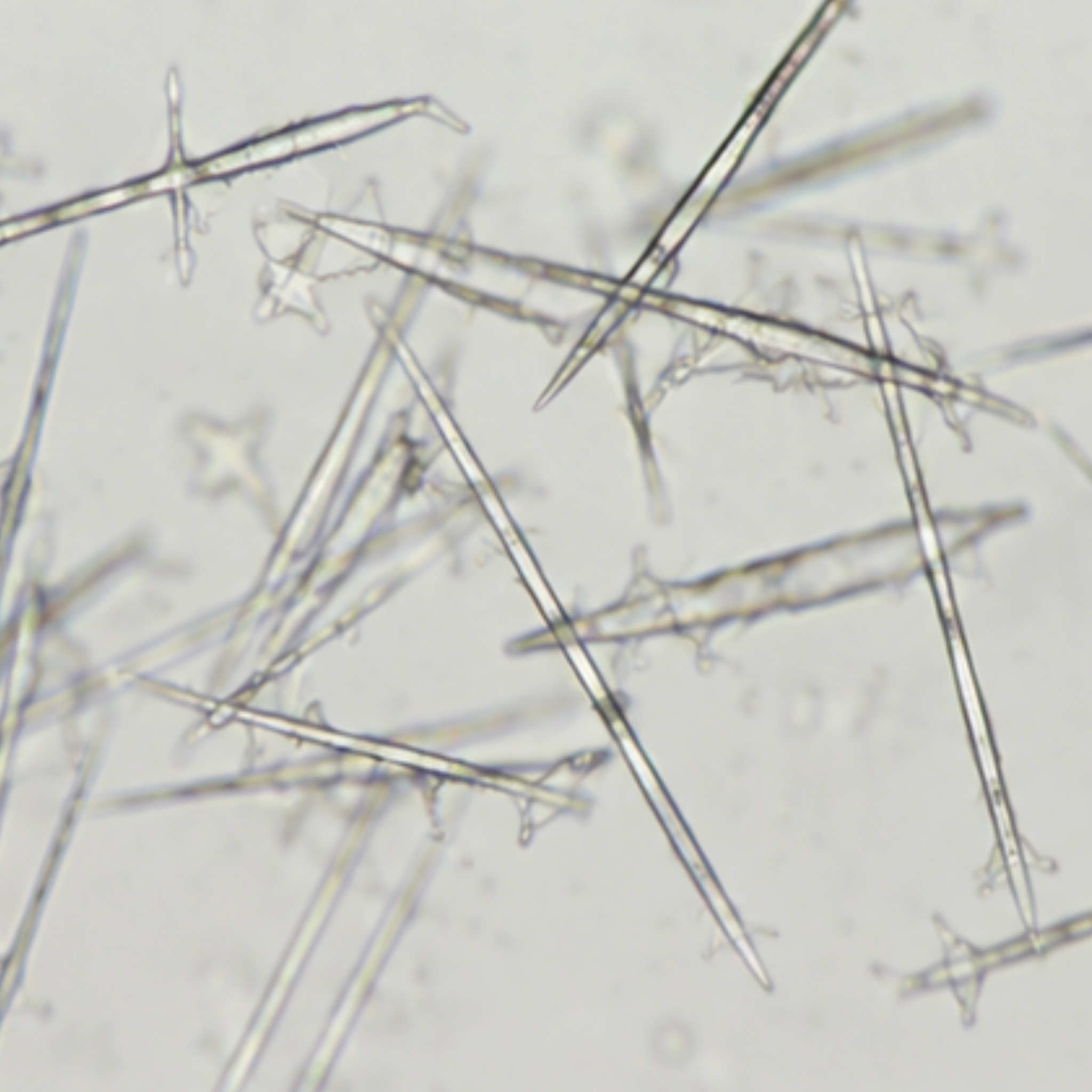 Microscopic view of Spongilla spicule bio needles